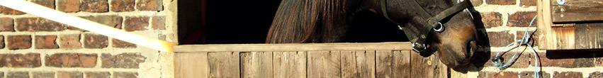 Box et abri pour chevaux Box et abri pour chevaux