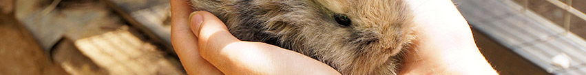 Clapier lapin Clapier lapin